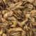 黑水虻虫干