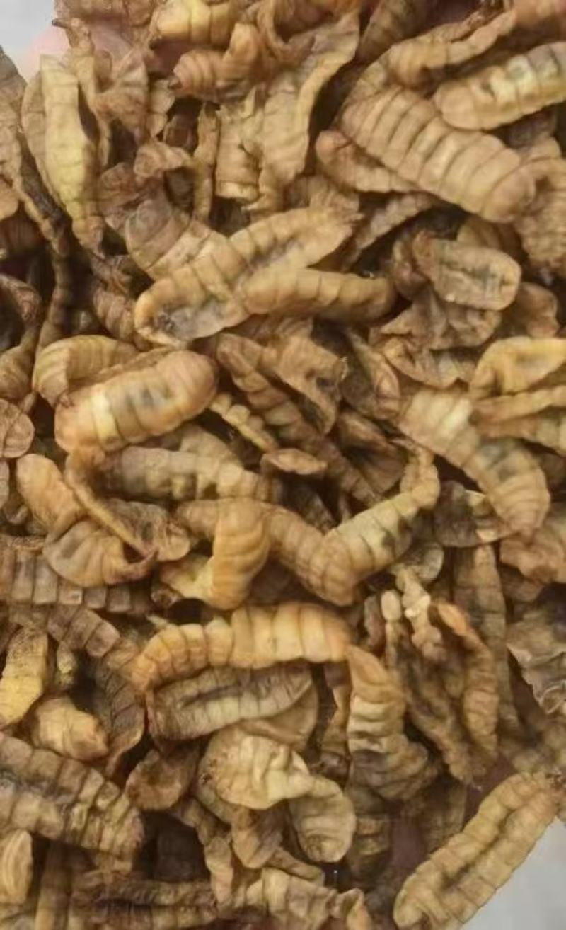 黑水虻虫干