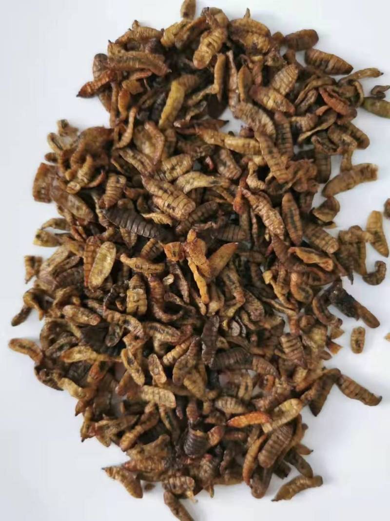 黑水虻虫干