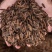 黑水虻虫干