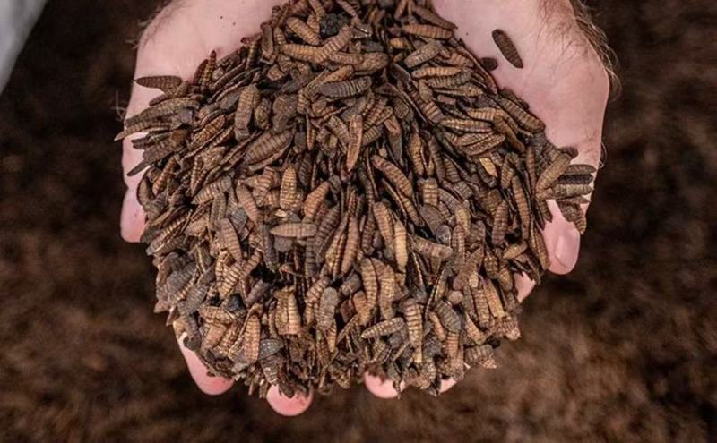 黑水虻虫干