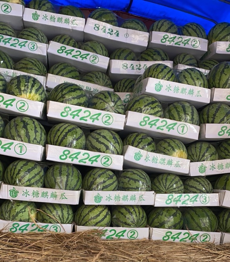 《8424西瓜》开封西瓜/6斤打底七成熟/产地代发全国