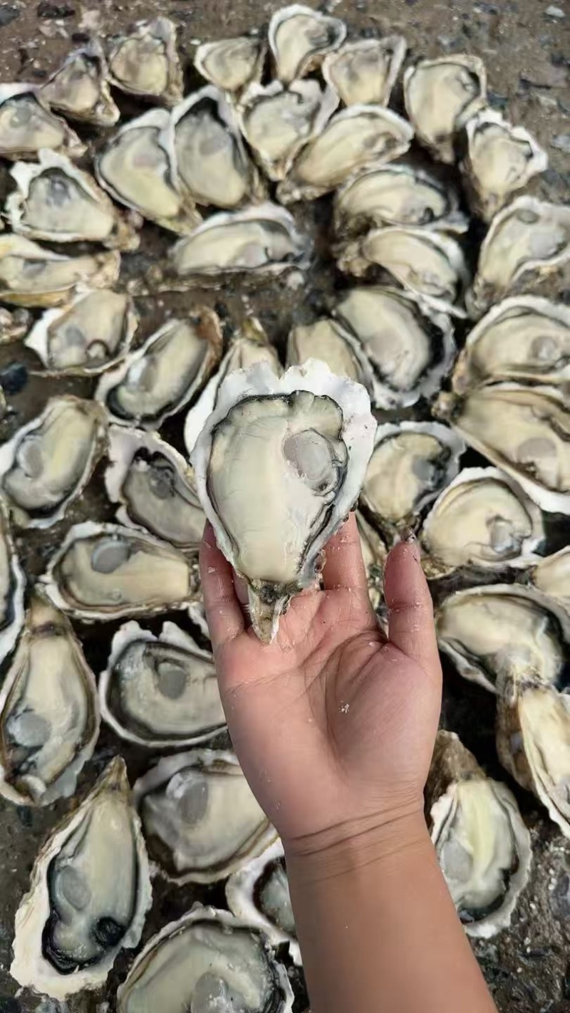 台山白蚝三倍体豆至5+批发冲洗干净再打称白蚝价格从优