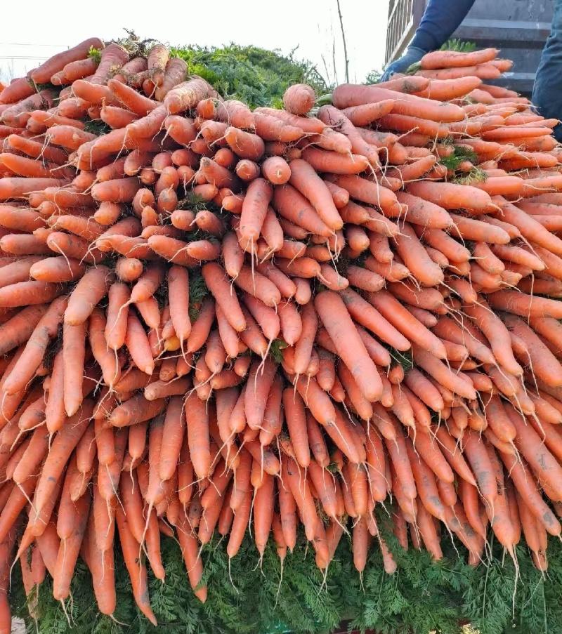 《推荐》三红胡萝卜/中条红萝卜大量上市中/基地直供全国发