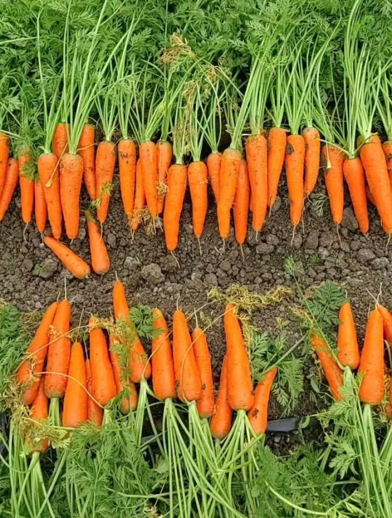 《推荐》三红胡萝卜/中条红萝卜大量上市中/基地直供全国发