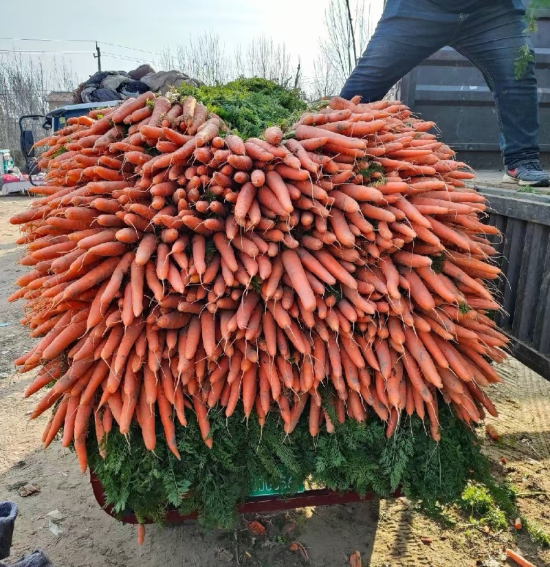 《推荐》三红胡萝卜/中条红萝卜大量上市中/基地直供全国发