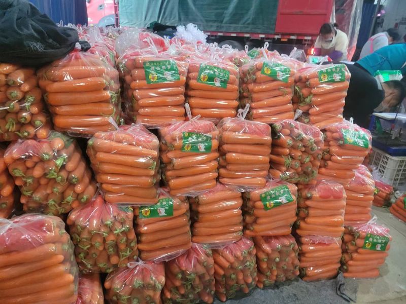 《推荐》三红胡萝卜/中条红萝卜大量上市中/基地直供全国发