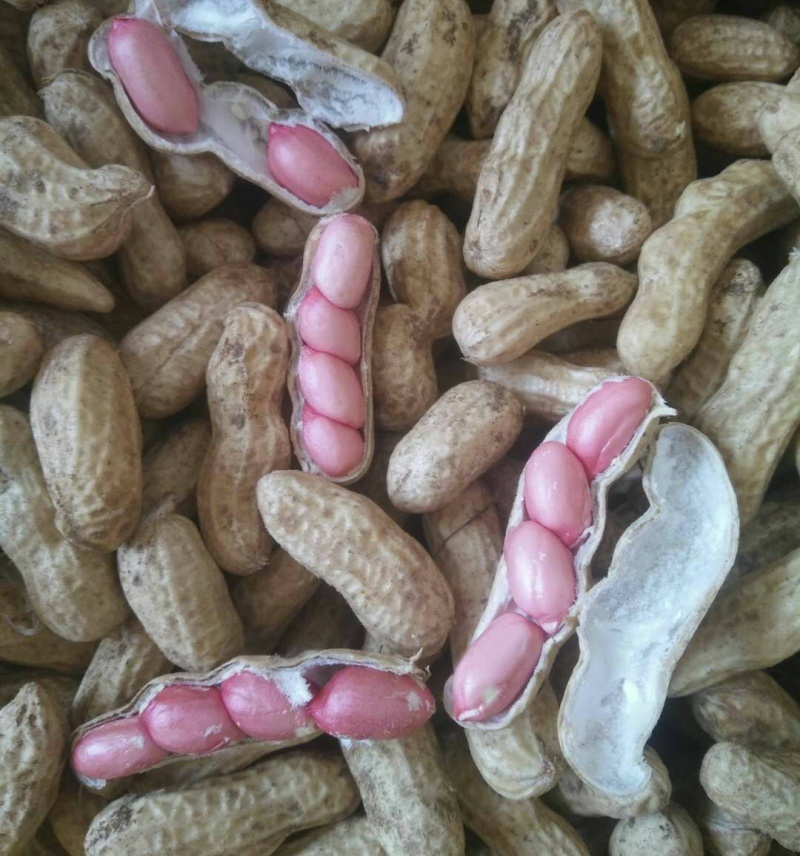 《大果鲜花生》祥符花生精品质量一手货源量大从优