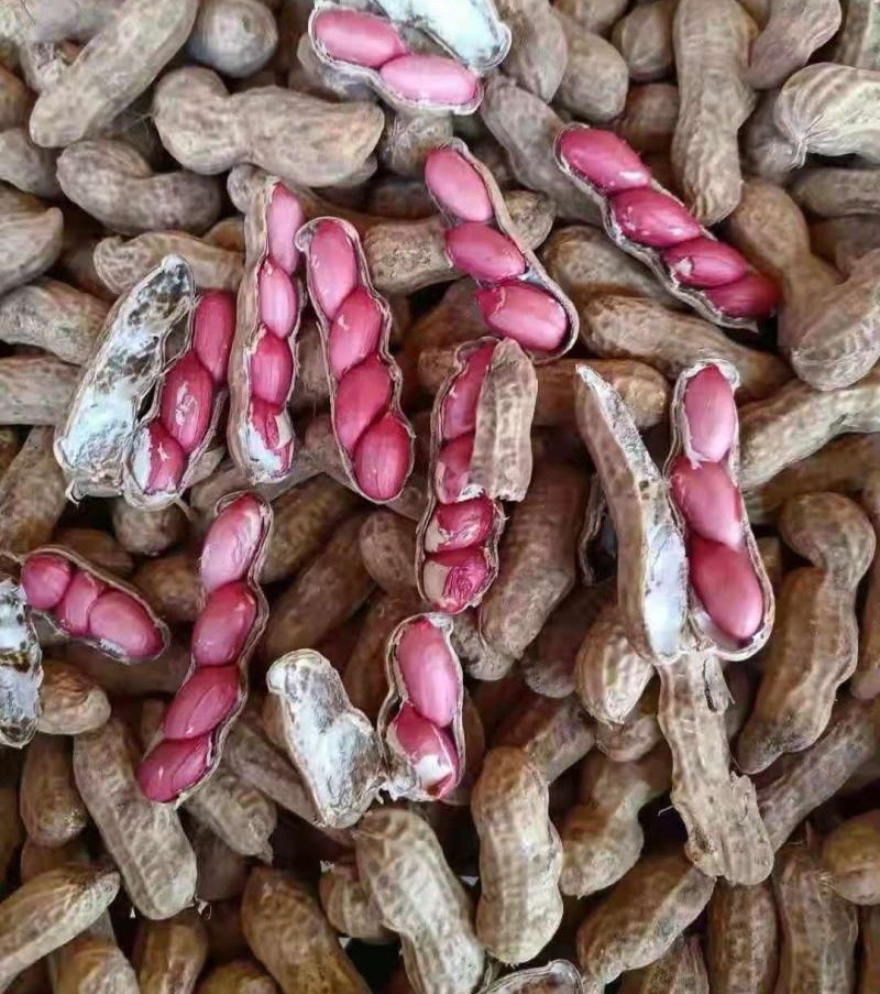 《大果鲜花生》祥符花生精品质量一手货源量大从优