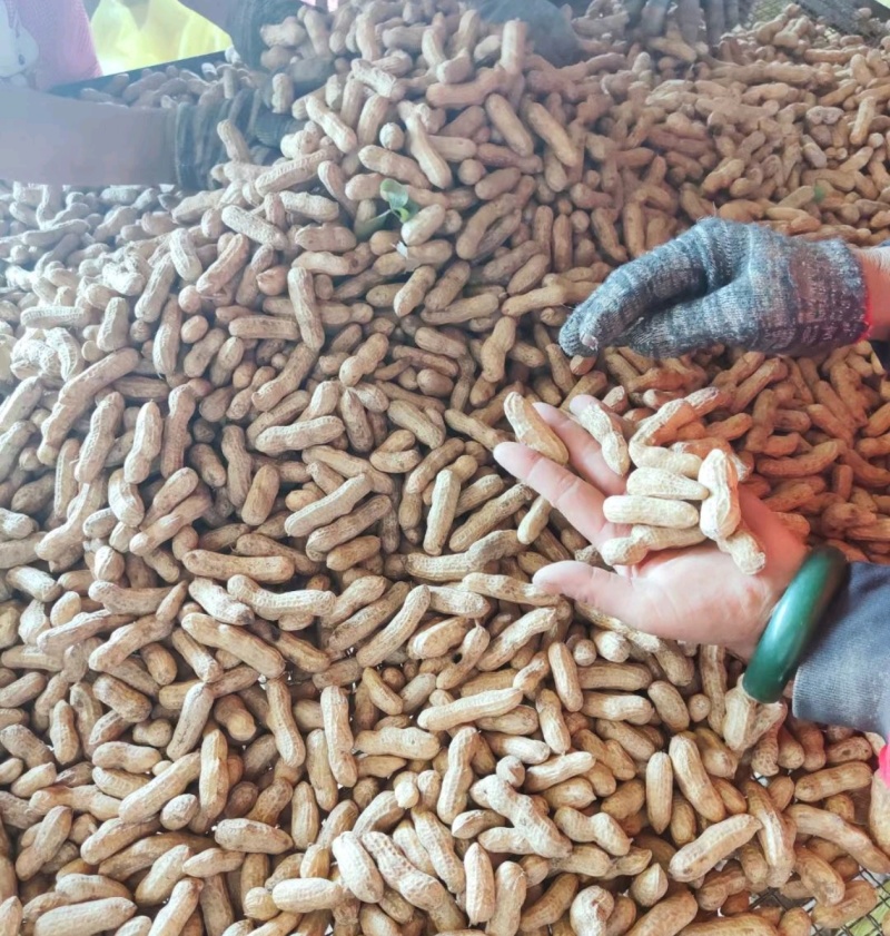 《大果鲜花生》祥符花生精品质量一手货源量大从优
