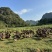 土鸭农家山林泉水散养