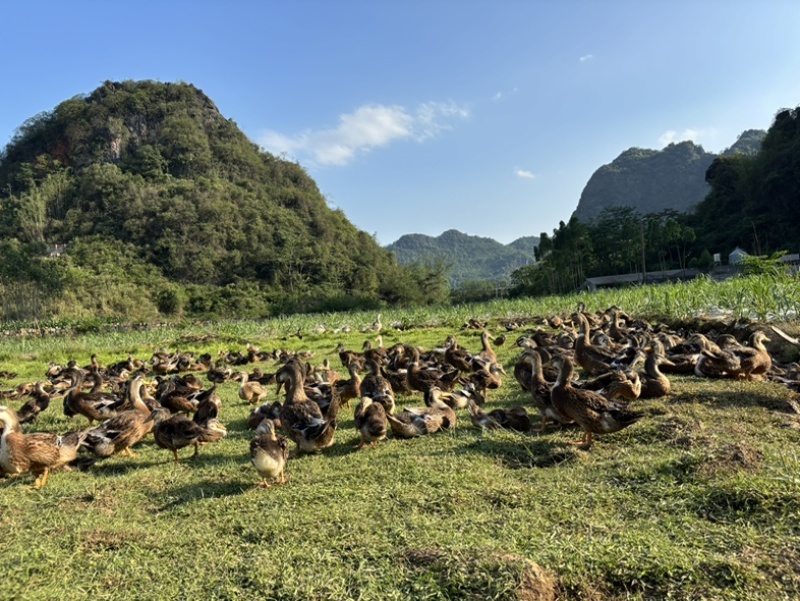 土鸭农家山林泉水散养