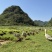土鸭农家山林泉水散养