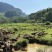 土鸭农家山林泉水散养