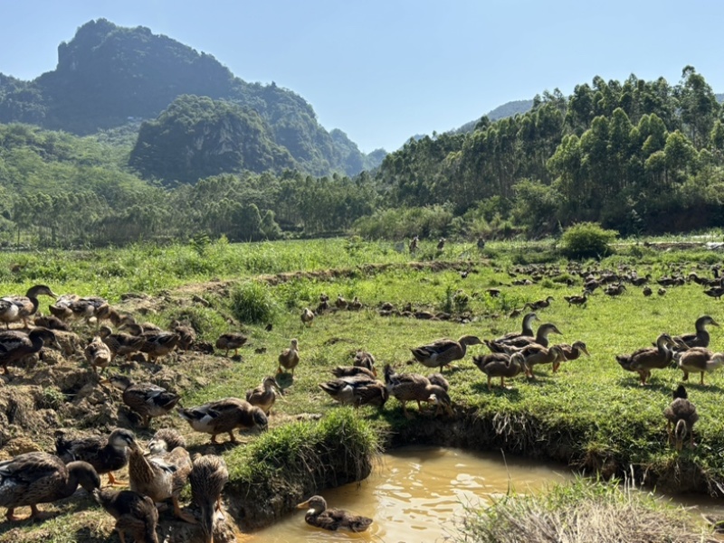 土鸭农家山林泉水散养