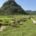 土鸭农家山林泉水散养