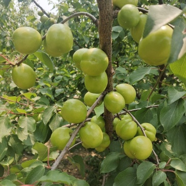 油杏