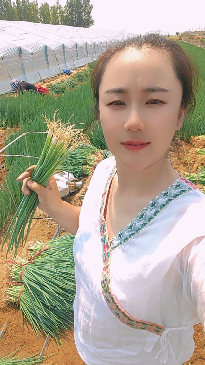 山东大葱苗铁杆钢葱苗安丘葱苗抗旱耐涝产量高提供技术