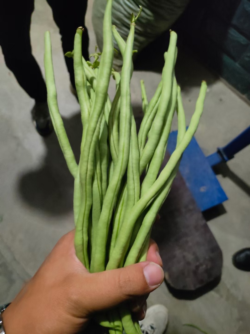 甘肃豆王架豆豆无筋豆产地直销，质量保证，支持各种包装。