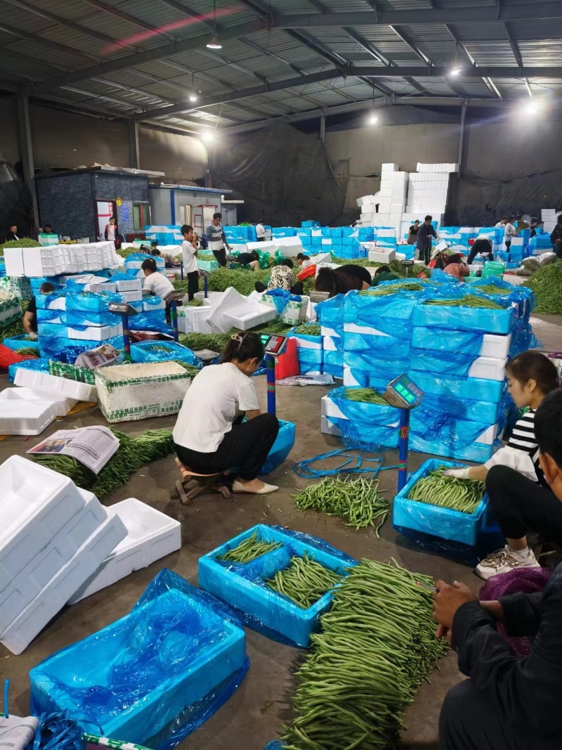 甘肃豆王架豆豆无筋豆产地直销，质量保证，支持各种包装。