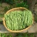 甘肃豆王架豆豆无筋豆产地直销，质量保证，支持各种包装。