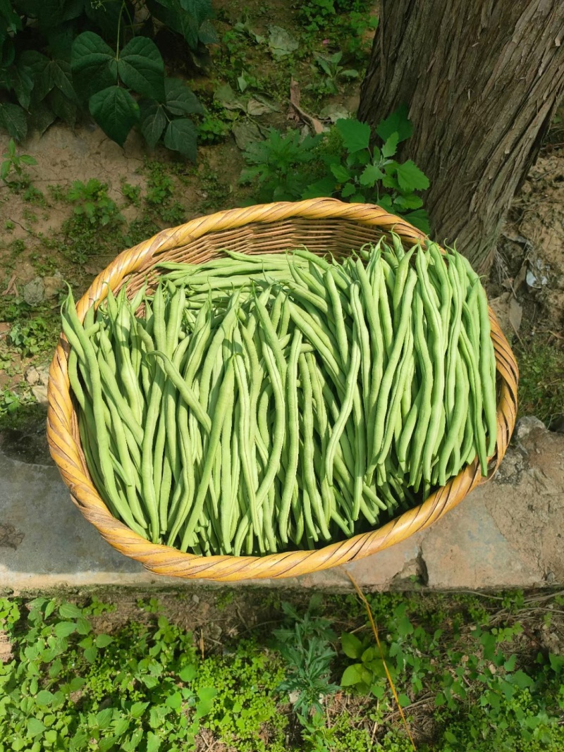 甘肃豆王架豆豆无筋豆产地直销，质量保证，支持各种包装。