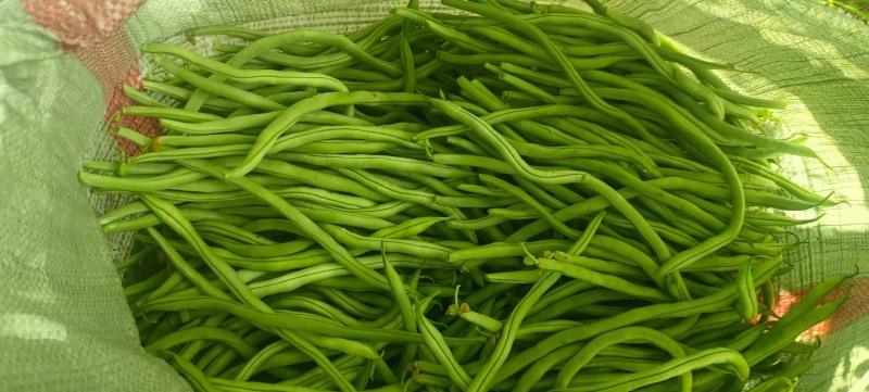 甘肃豆王架豆豆无筋豆产地直销，质量保证，支持各种包装。