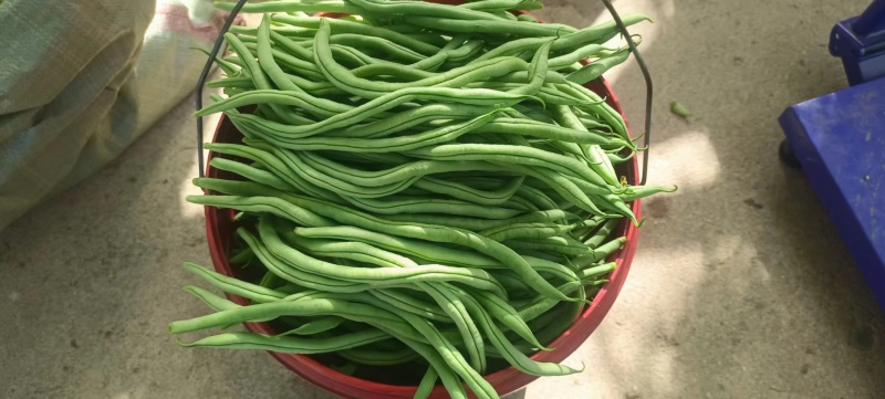 甘肃豆王架豆豆无筋豆产地直销，质量保证，支持各种包装。