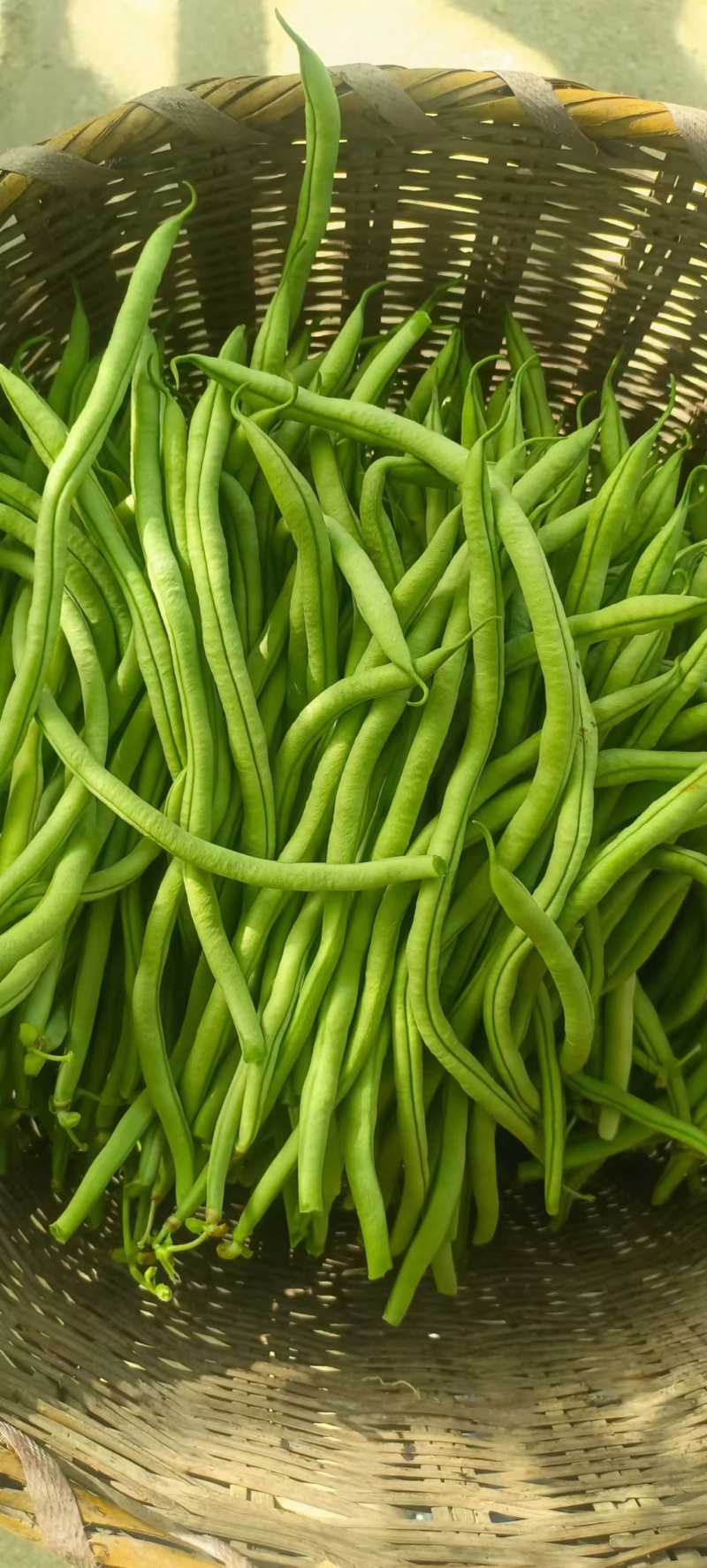 甘肃豆王架豆豆无筋豆产地直销，质量保证，支持各种包装。