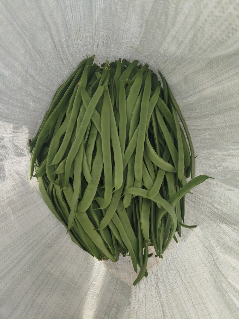 甘肃豆王架豆豆无筋豆产地直销，质量保证，支持各种包装。