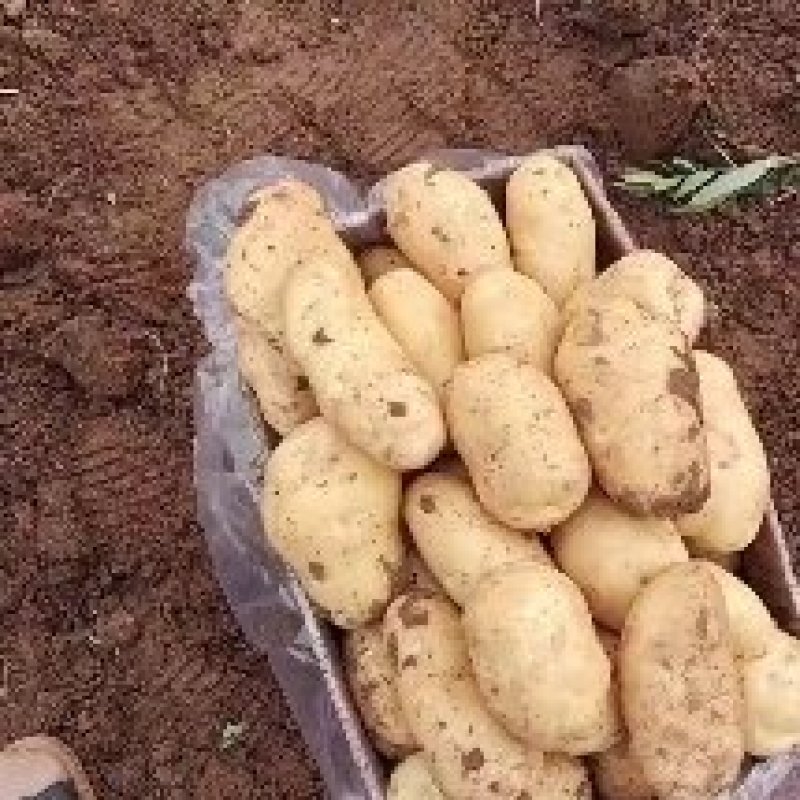 精品荷兰十五土豆希森6，黄皮黄心，一手货源，可视频看货。