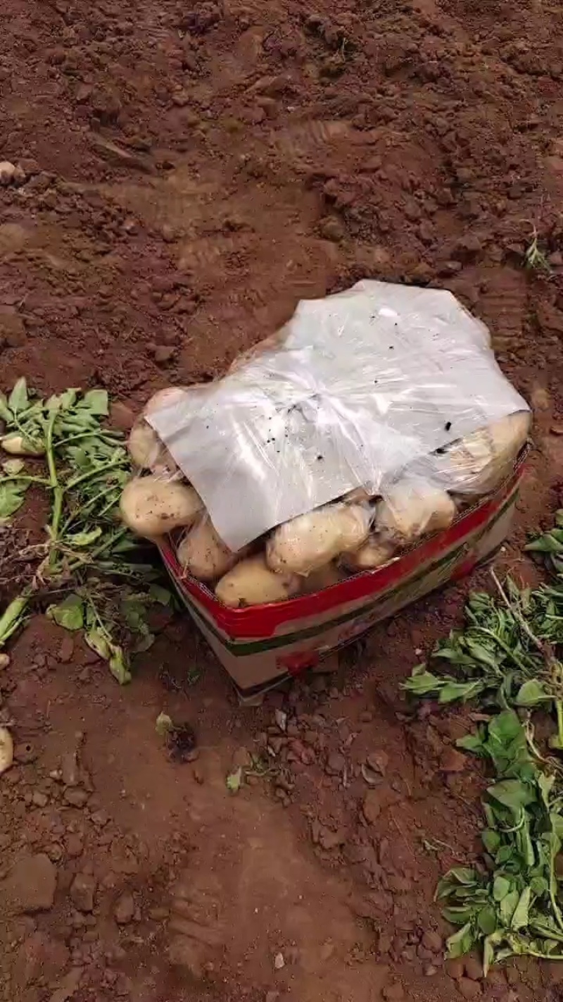精品荷兰十五土豆希森6，黄皮黄心，一手货源，可视频看货。