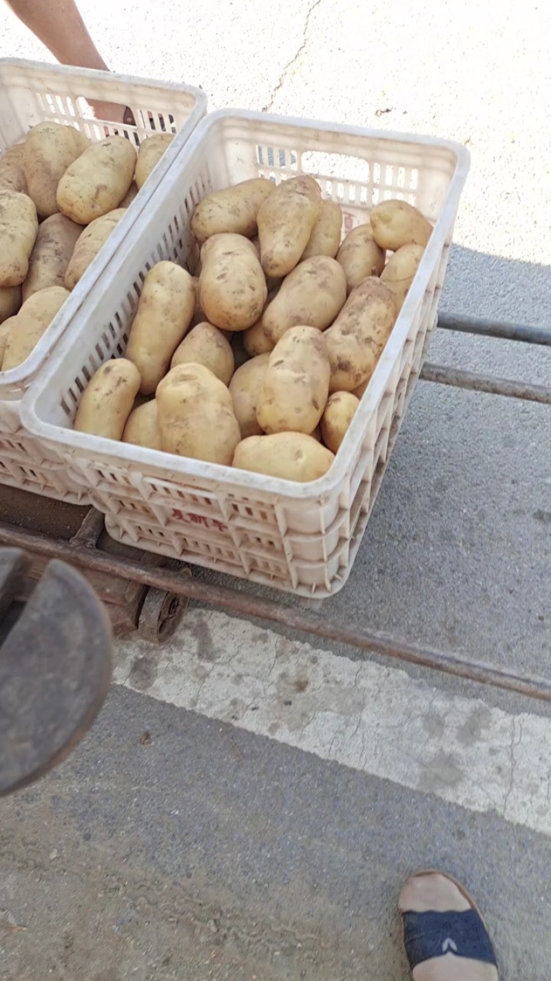 精品荷兰十五土豆希森6，黄皮黄心，一手货源，可视频看货。