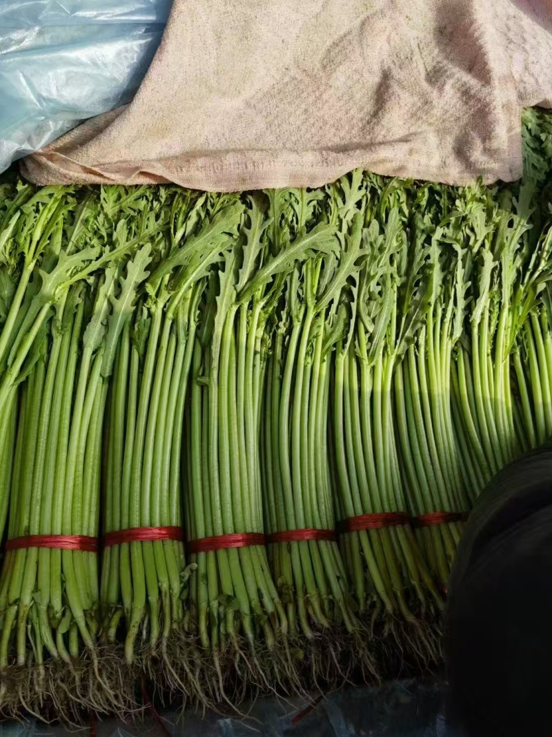 茼蒿产地直供大量供应优质茼蒿