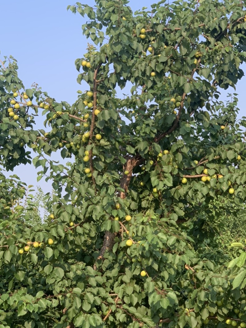 珍珠油杏，产地直发，不限量供应，口感香甜