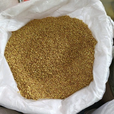 苦荞茶黄苦荞网红品大货供应各种门店直播带货电商一手货
