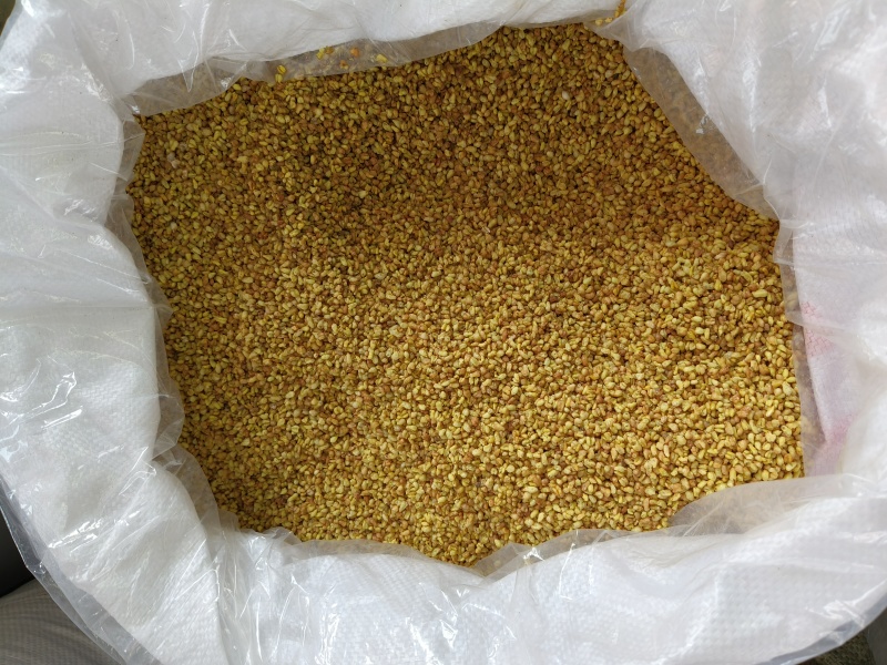 苦荞茶黄苦荞网红品大货供应各种门店直播带货电商一手货
