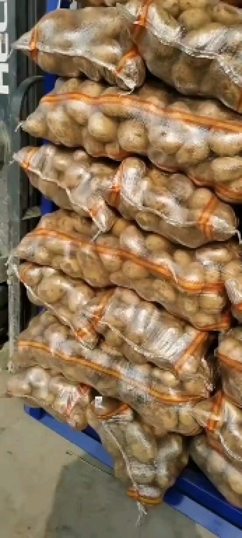 河南土豆价格美丽品质好货欢迎长期合作