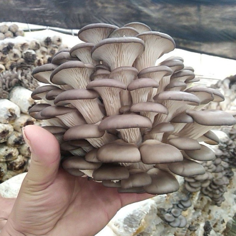 平菇鲜平菇蘑菇黑蘑菇鲜蘑菇产地直发价格实惠运输便利欢迎电联