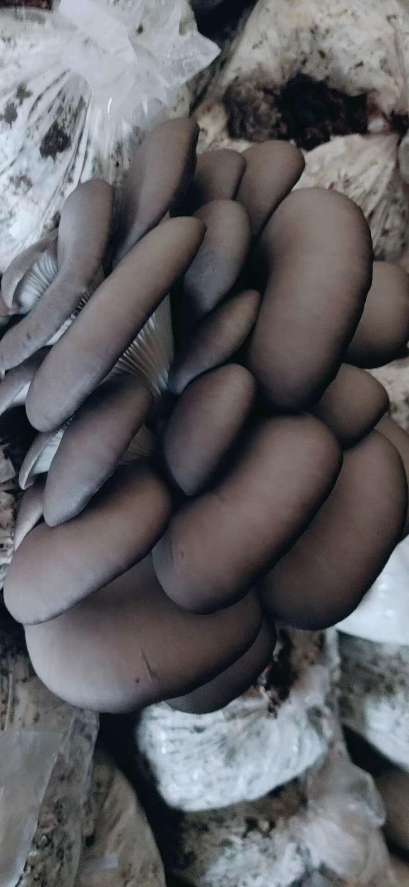 平菇鲜平菇蘑菇黑蘑菇鲜蘑菇产地直发价格实惠运输便利欢迎电联