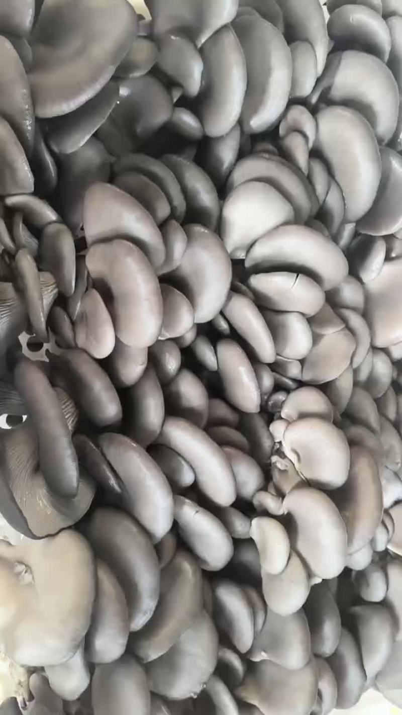 平菇鲜平菇蘑菇黑蘑菇鲜蘑菇产地直发价格实惠运输便利欢迎电联