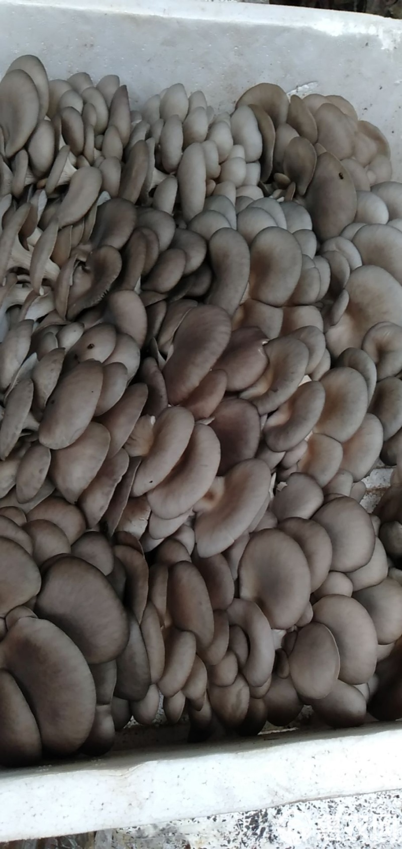 平菇鲜平菇蘑菇黑蘑菇鲜蘑菇产地直发价格实惠运输便利欢迎电联