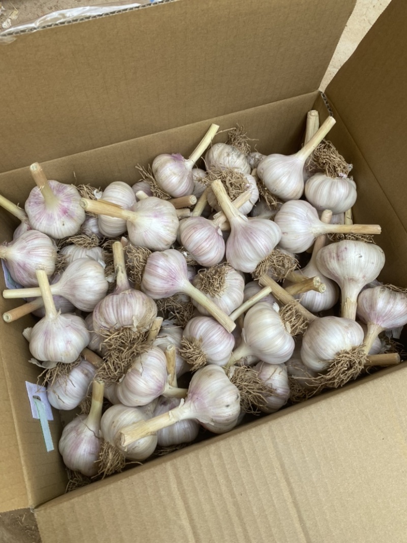 大蒜，紫皮蒜，
