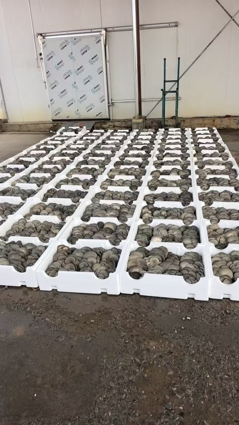 平菇鲜平菇蘑菇黑蘑菇鲜蘑菇产地直发价格实惠运输便利欢迎电联