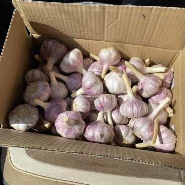 大蒜，紫皮蒜，
