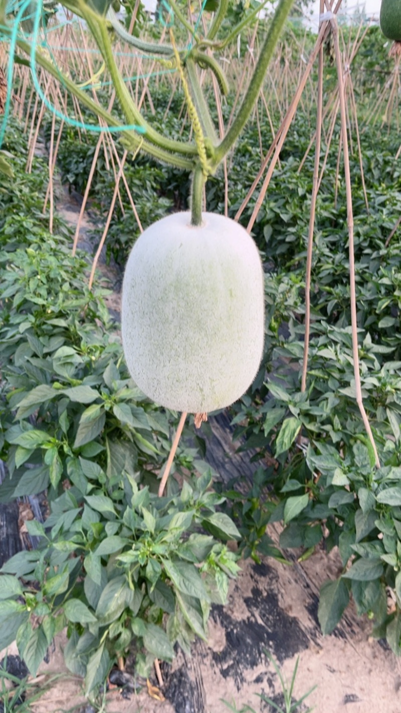 精品米冬瓜
