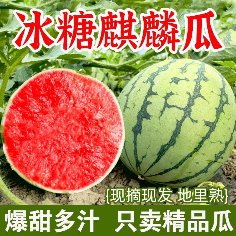 [麒麟西瓜批发]云南西双版纳景洪市西瓜 0.60元/斤（麒麟西瓜 _ 一亩田