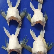 鲈鱼翅