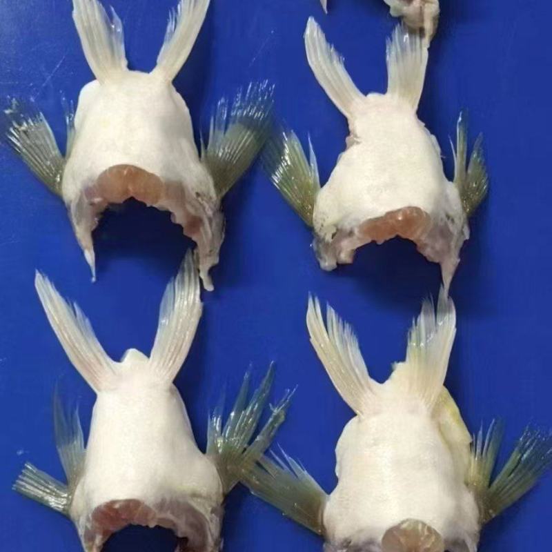 鲈鱼翅
