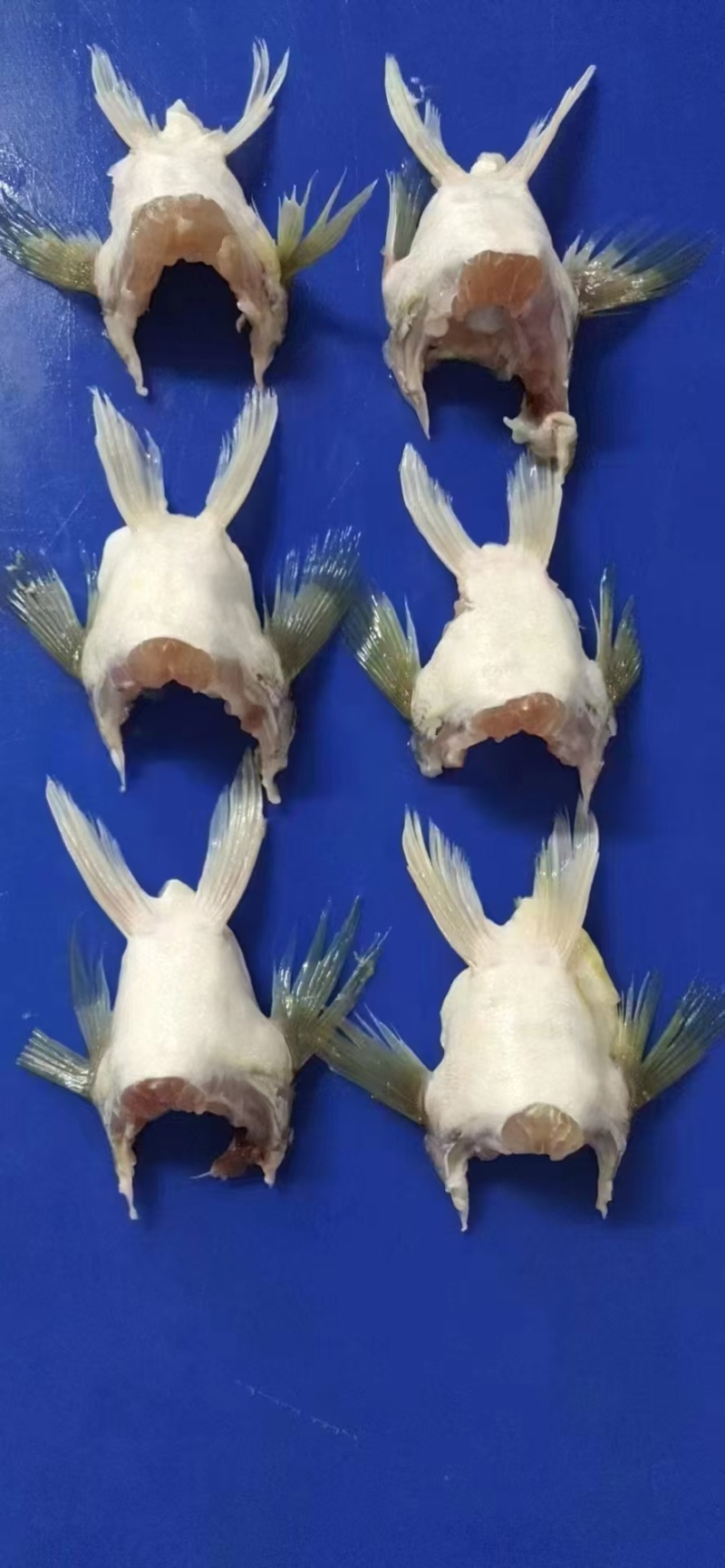 鲈鱼翅